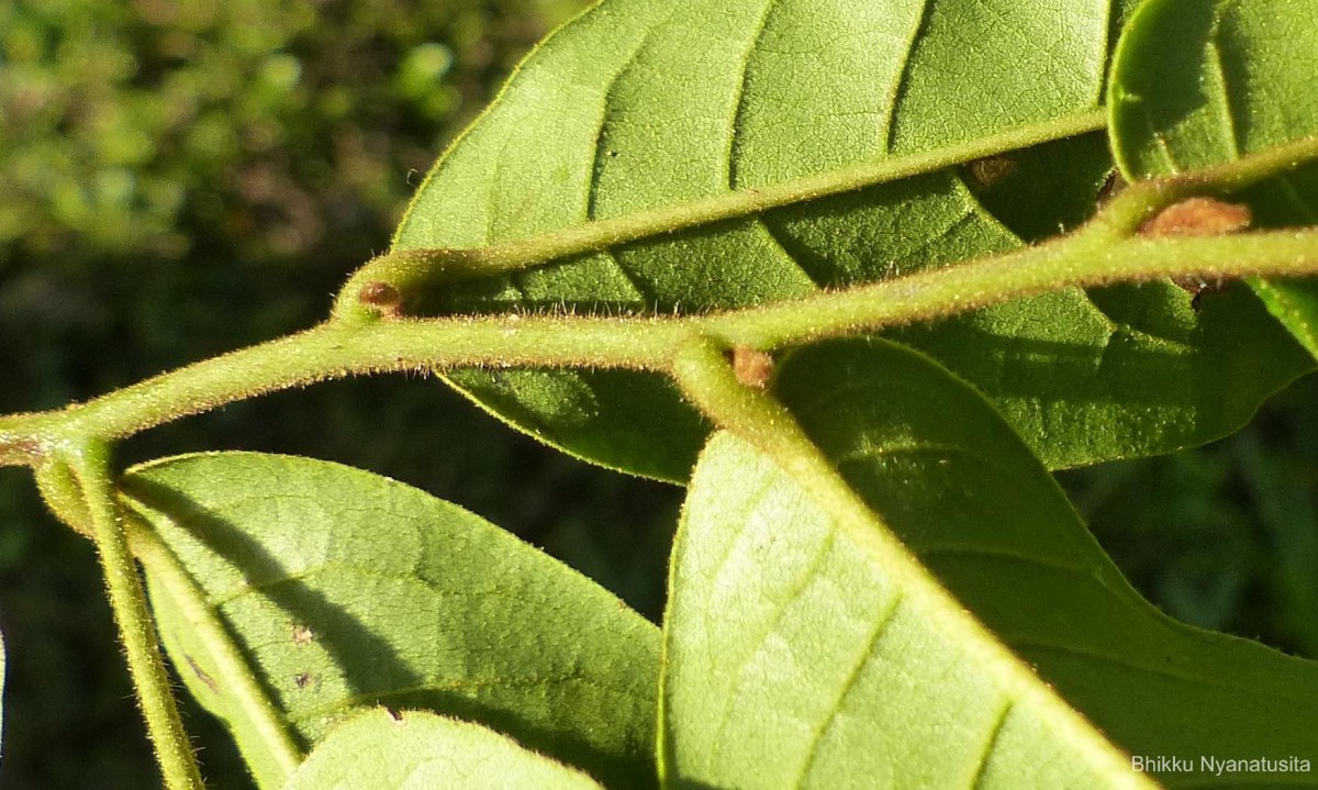 Uvaria sphenocarpa Hook.f. & Thomson